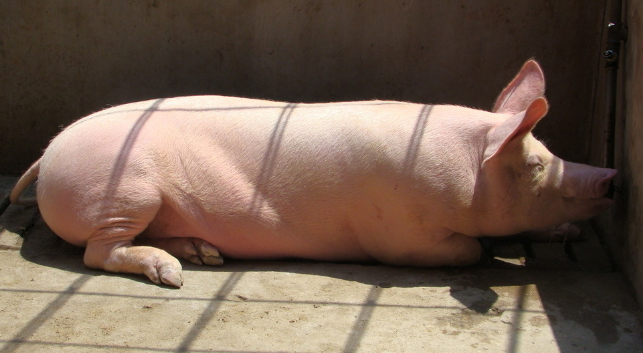 10月24日全国生猪价格外三元报价表，部分地区猪价止涨转跌