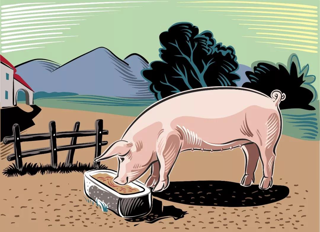 苏南等地养猪业调查：养猪与环保，两难之间如何谋两全？