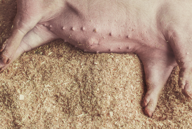 10月26日全国各地区种猪价格报价表，江苏新沂种猪价格全国最低