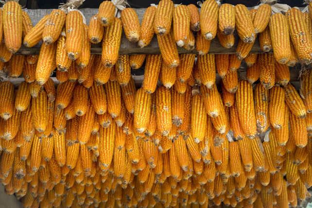10月26日全国玉米价格行情表，云南玉米报价保持最高价