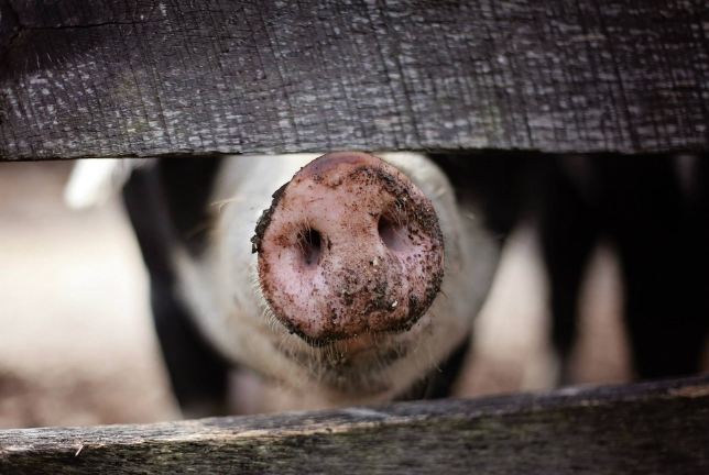 10月26日全国生猪价格土杂猪报价表，全国近半地区土杂猪价格出现下跌