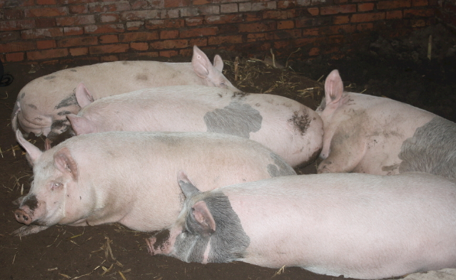 10月27日全国生猪价格土杂猪报价表，土杂猪价格较上月平均涨超11元每公斤
