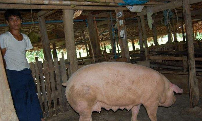 国际金融公司计划在缅甸建养猪场和屠宰场 共计投资8亿美元
