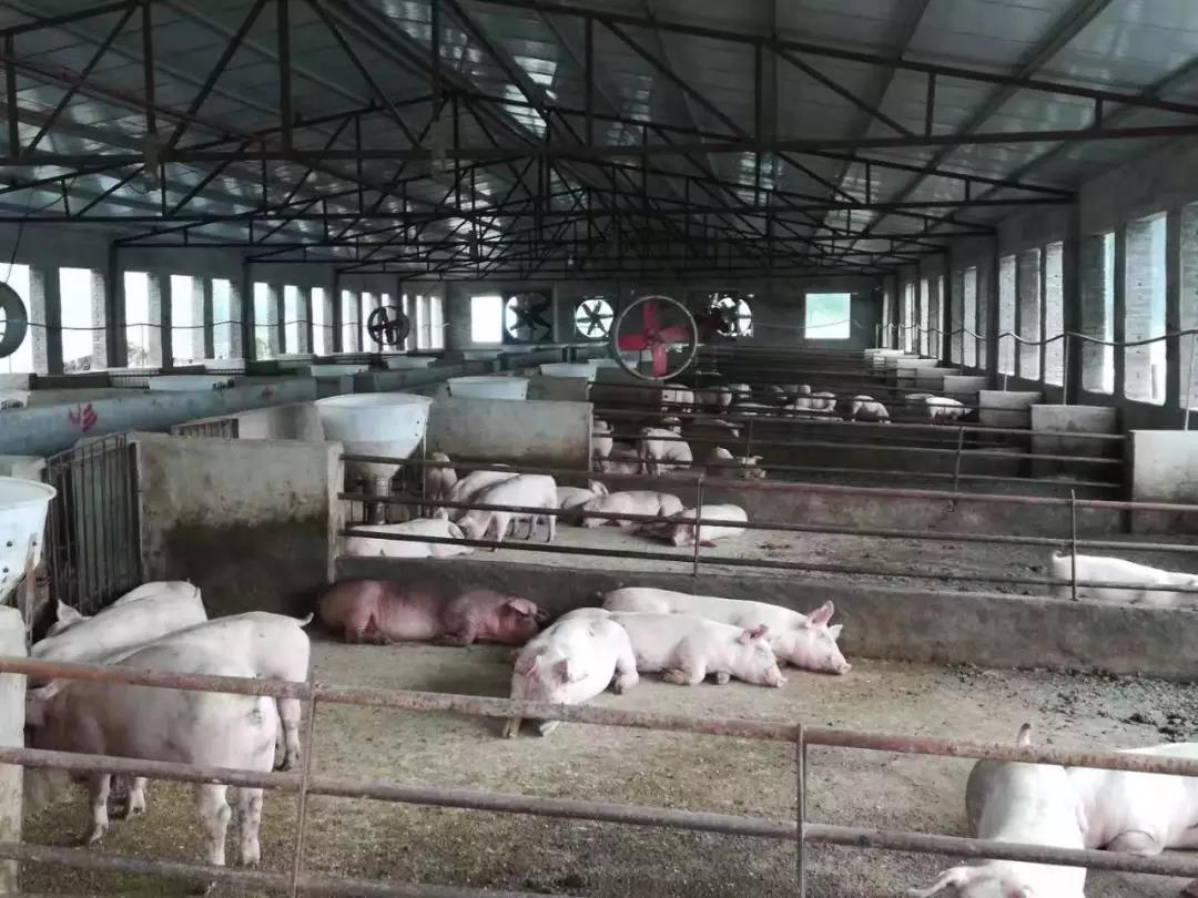 双胞胎帮助的猪场已进苗3个多月，猪群健康无异常