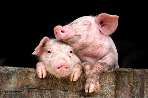 如果你还有猪，这几个一线反馈是值得你思考的！