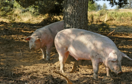 到2021年底，浙江舟山力争生猪出栏达到12万头！