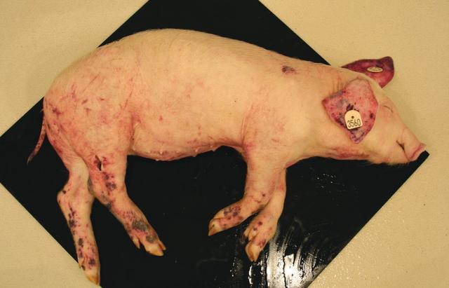 非洲猪瘟病毒：现场报告