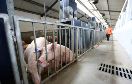 多管齐下生猪产业可持续发展，倡导绿色健康养殖技术