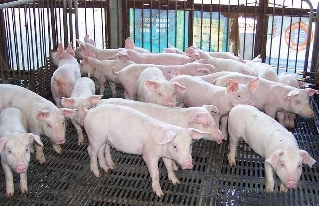 中国养猪业