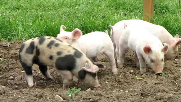 10月30日全国各省市仔猪价格报价表，仔猪均价上涨，最高价破170元每公斤