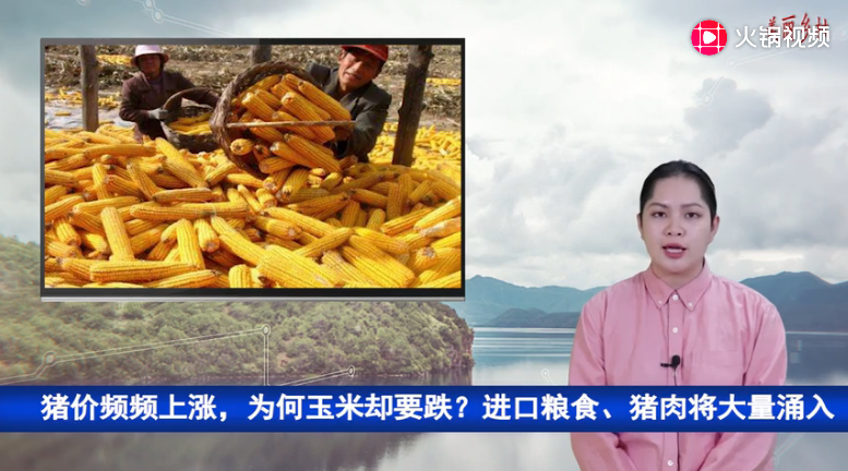 猪价频频上涨，为何玉米却要跌？进口粮食、猪肉将大量涌入中国 