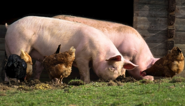 11月1日全国生猪价格外三元报价表，猪价出现大面积下跌