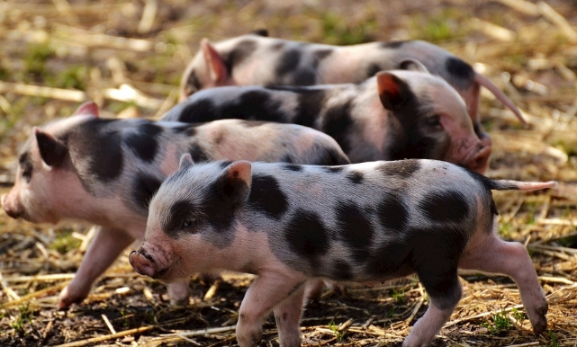 11月1日全国各省市仔猪价格报价表，广东九成区域仔猪价格超百元