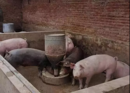 11月3日全国生猪价格土杂猪报价表，大部分地区有所下调！
