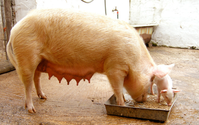 11月4日全国各地区种猪价格报价表，山东青州母猪价格刷新高度