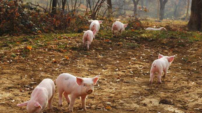 11月4日全国各省市仔猪价格报价表，仔猪价格较上周同期微跌