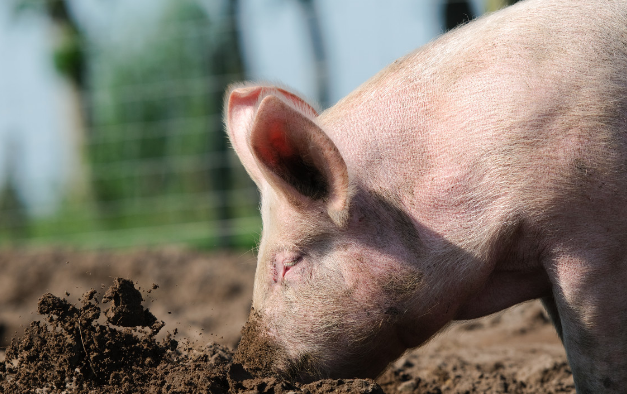 11月4日全国生猪价格外三元报价表，猪价下跌区域有所减少