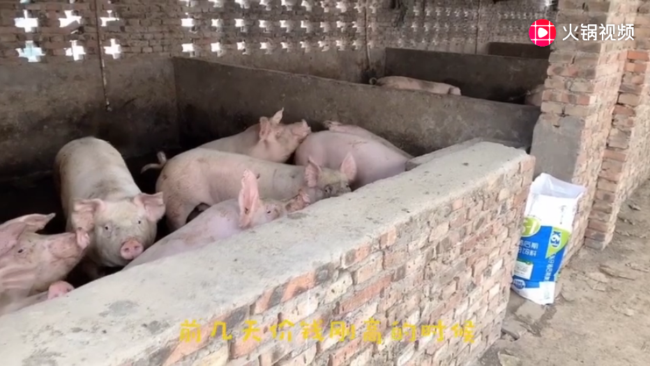 今年养殖业行情大好，实地参观养猪场，老板正在扩大规模中！
