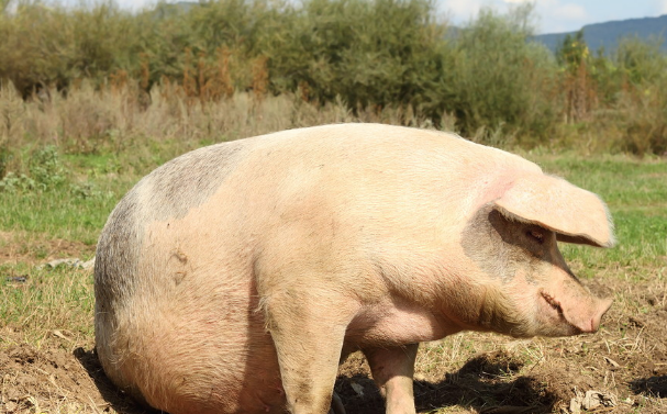 11月5日全国各地区种猪价格报价表，江苏新沂母猪价格不到山东青州一半