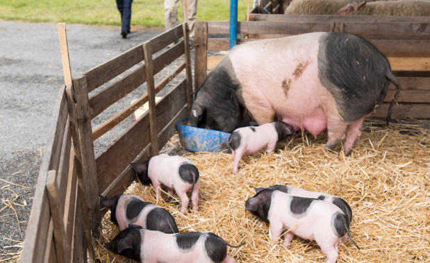 11月6日全国各地区种猪价格报价表，山东杜洛克母猪价格涨至5000元/头