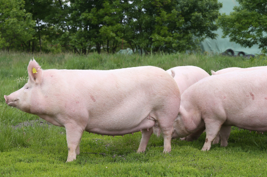 11月6日全国生猪价格外三元报价表，生猪价格上涨和下跌区域均过半