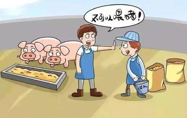 青岛加强非洲猪瘟防控 餐厨废弃物不得直接饲喂生猪