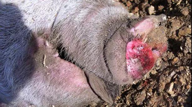一例猪场感染非洲猪瘟的发病史超详细多图