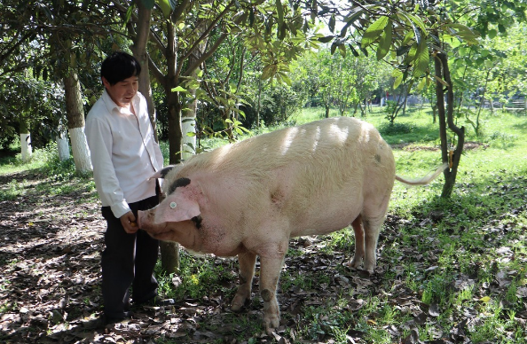 11月7日全国各地区种猪价格报价表，山东青州杜洛克母猪价格大幅上涨