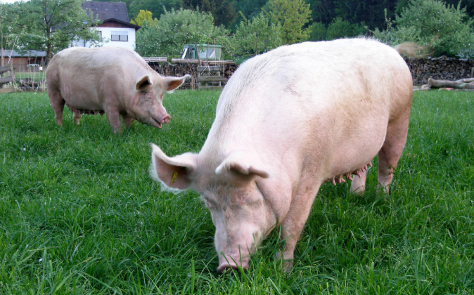 11月9日全国各地区种猪价格报价表，山东母猪价格价差高达1400元