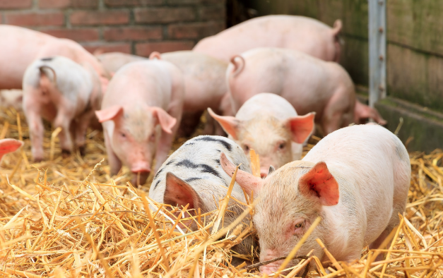 11月9日全国各省市仔猪价格报价表，广西云南地区仔猪价格全国最低