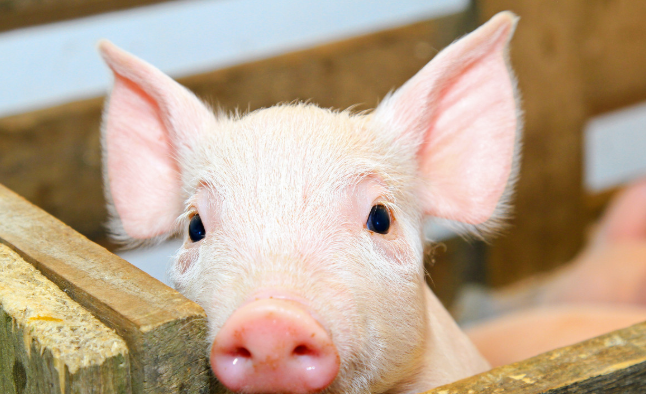 11月10日全国各省市仔猪价格报价表，多地仔猪价格开始有松动