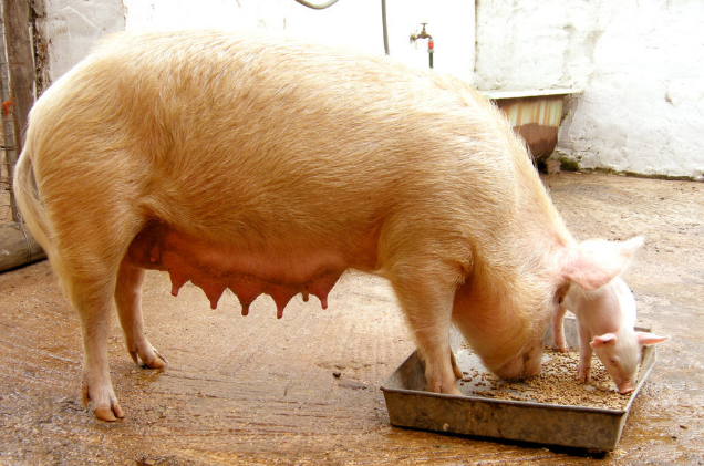 11月11日全国各地区种猪价格报价表，母猪价格高位平稳运行