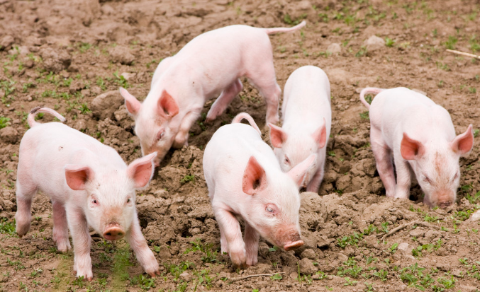 11月11日全国各省市仔猪价格报价表，仔猪价格最低报价每公斤50元