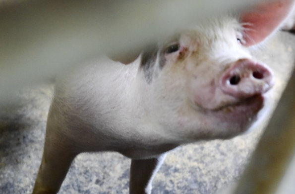 2019年第45周瘦肉型白条猪肉出厂价格监测 