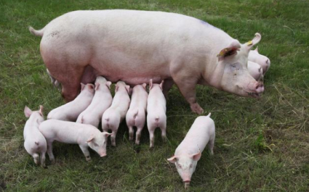 11月13日全国各地区种猪价格报价表，山东母猪价格全线涨至6000元/头