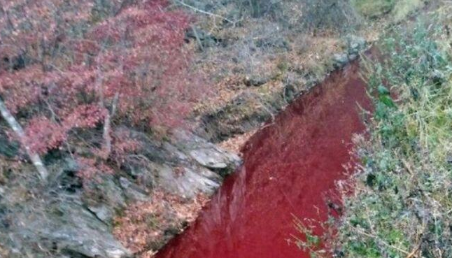 韩国宰5万头猪河水变红