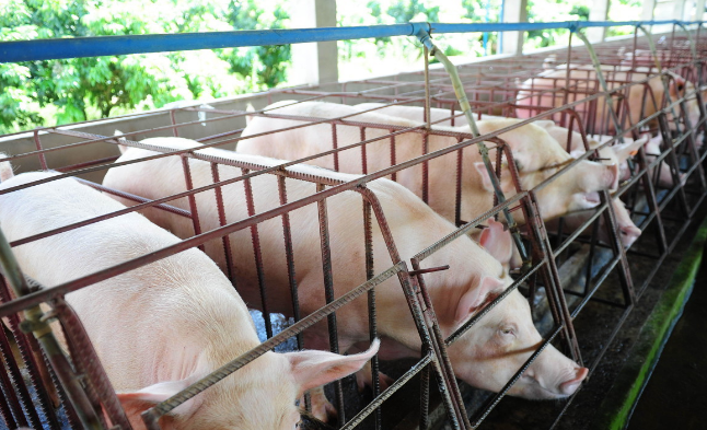 11月14日全国各地区种猪价格报价表，江苏新沂二元母猪报价全国最低