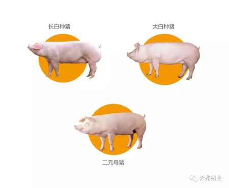  天兆优质种猪