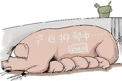 保护好你的钱袋子 治疗母猪产后三联症有技巧