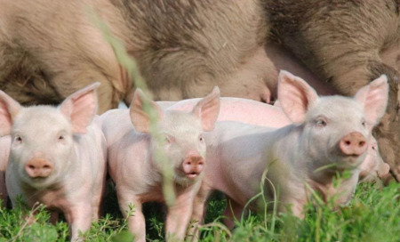 永平县100万头生猪养殖项目高效推进