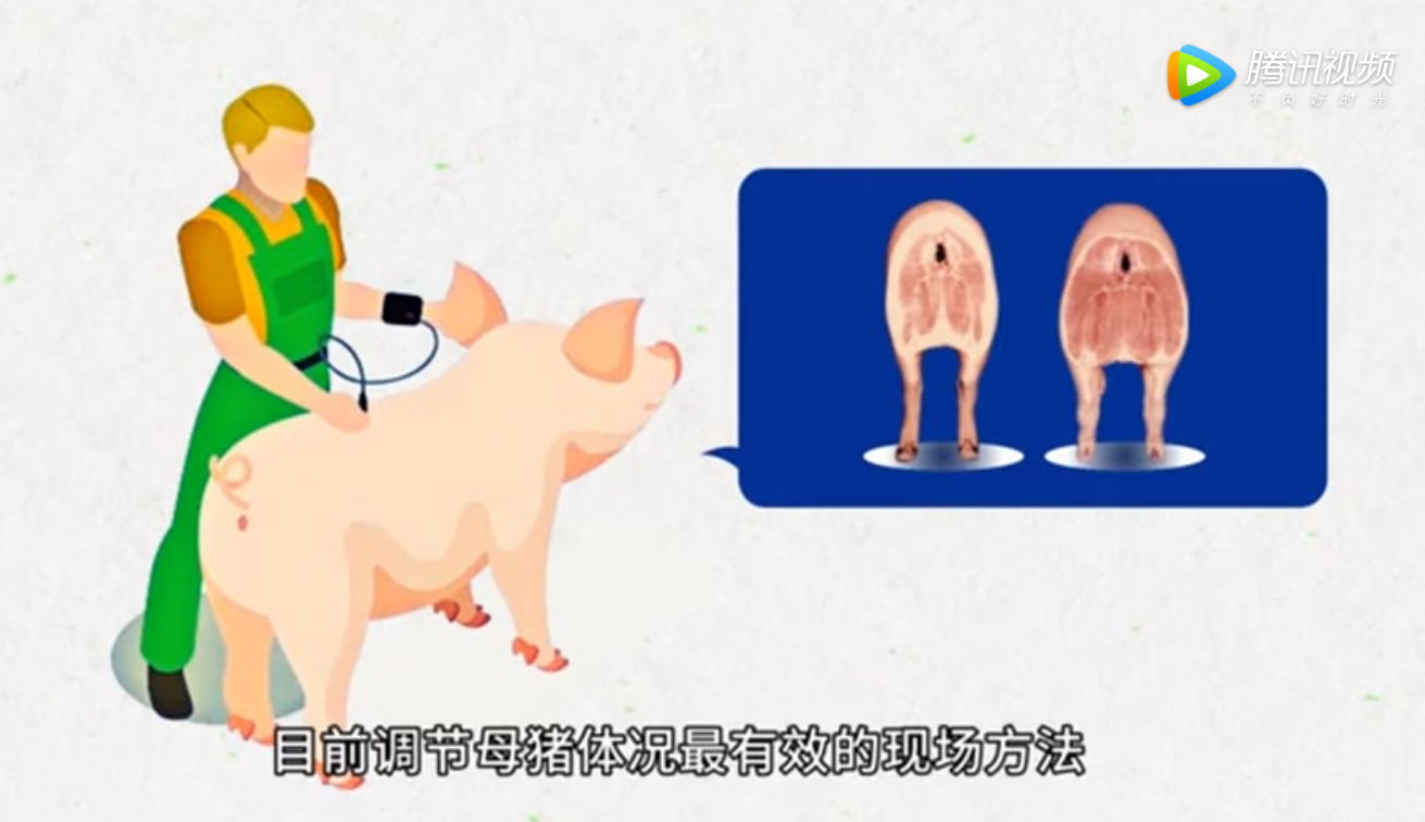 母猪管理小知识：背膘调整，调节母猪体况的最佳方法！