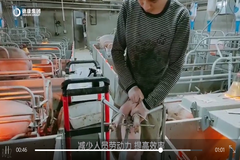 仔猪去势保定架、温度计消毒瓶、输粪门优化，又一波实用小工具来袭