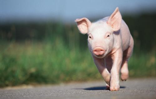 多省份出台稳猪价、稳生猪生产措施 猪肉价格出现积极变化