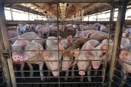 中国非洲猪瘟肆虐拉升国际猪价 或为澳洲带来新机遇