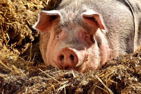 猪经常打哆嗦怎么办？猪低温症的治疗！