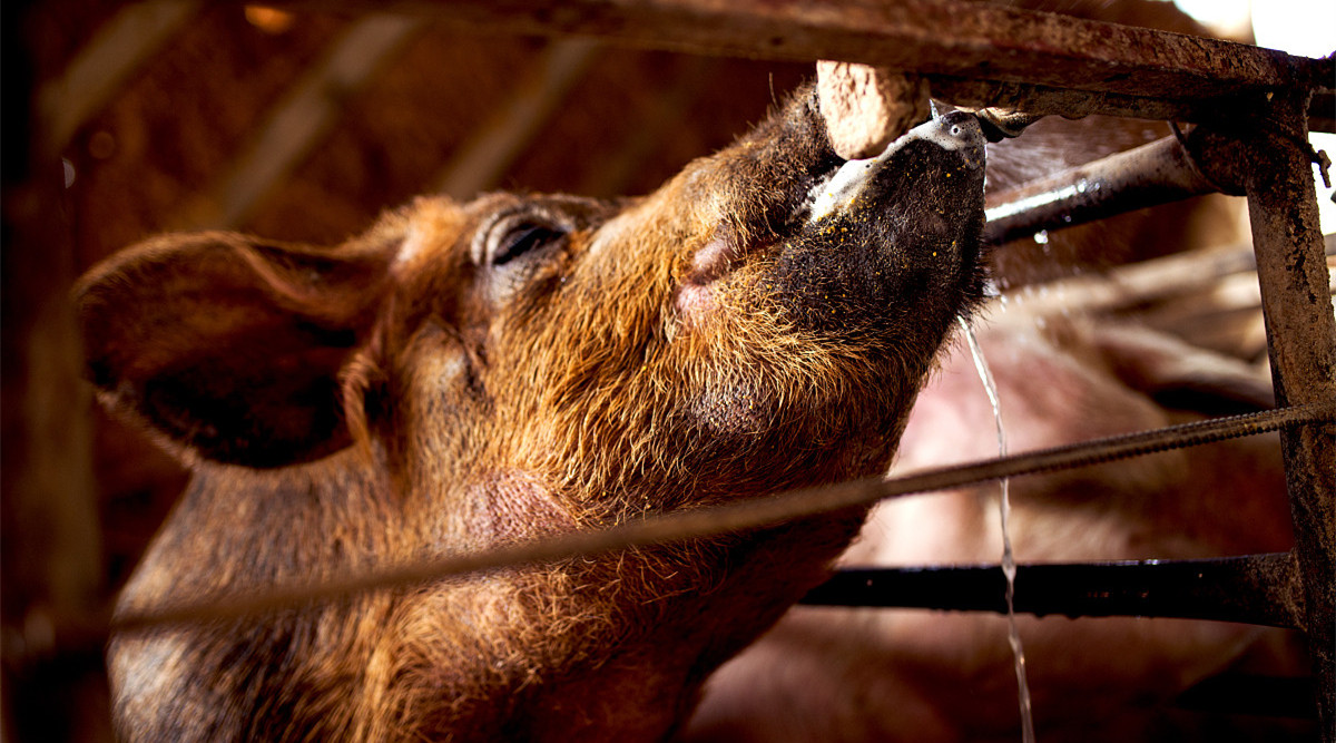 11月20日全国各地区种猪价格报价表，山东省青州市杜洛克母猪8,000元每头