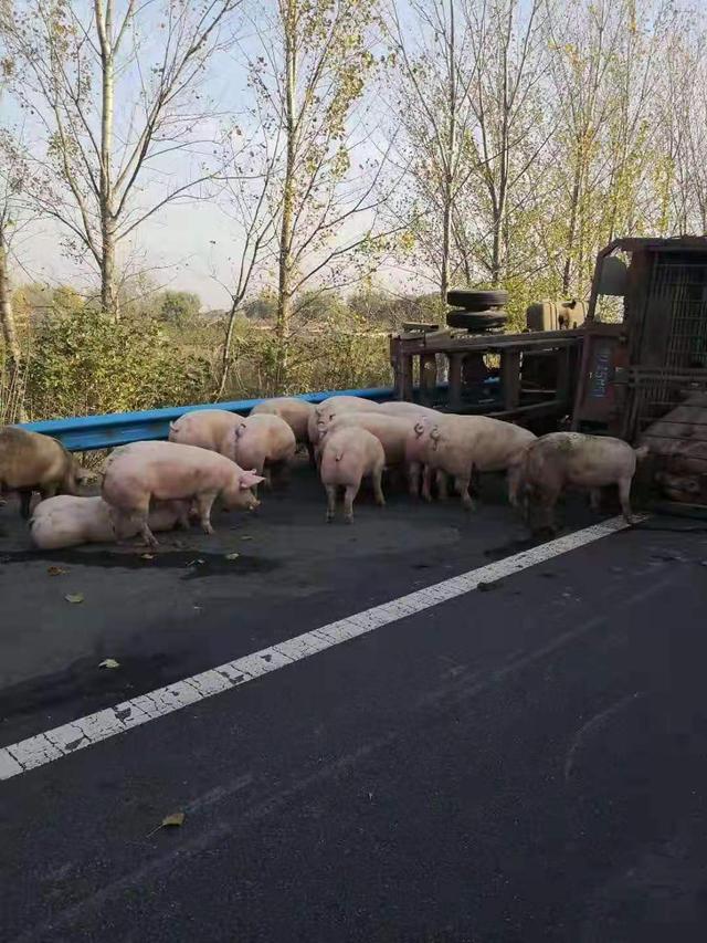 运猪车高速翻车