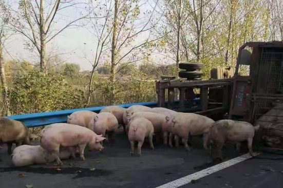 你太贵！40多只猪在高速上乱跑，交警帮忙 一只也没出事