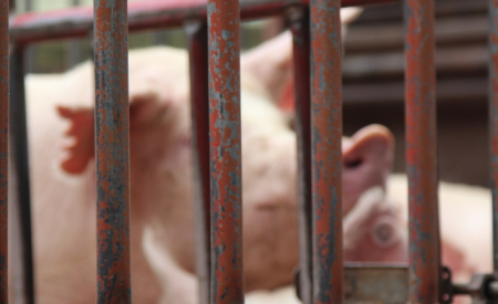 江苏生猪生产逐步企稳回升 10月存栏环比增加1.8%