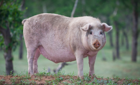 11月23日全国生猪价格外三元报价表，生猪价格走势由跌转涨